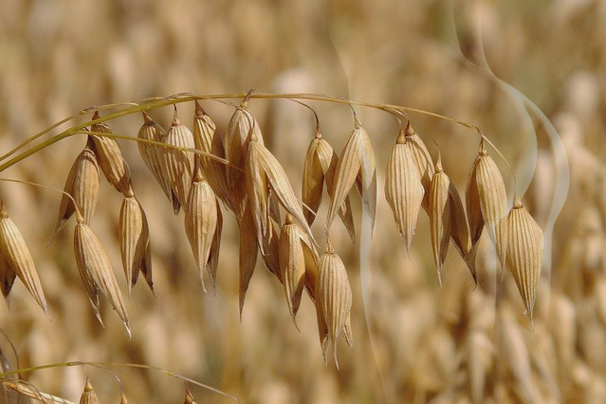 avena para gluteos